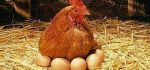 قیمت جدید هر کیلو تخم مرغ ۴۷ هزارو ۵۰۰ ریال و مرغ ۶۷ هزارو۵۰۰ ریال در بازار